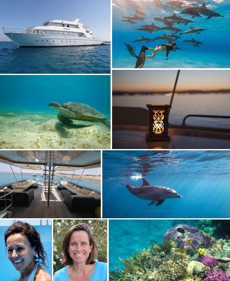 À la rencontre des dauphins dans la Baie de Sataya en Egypte - COMPLET